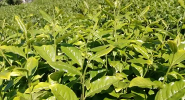 Blog de té y sus propiedades