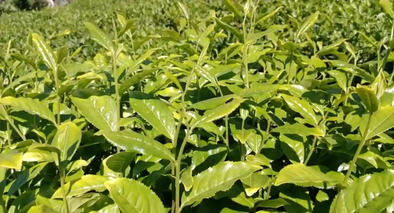 Plantación de té verde