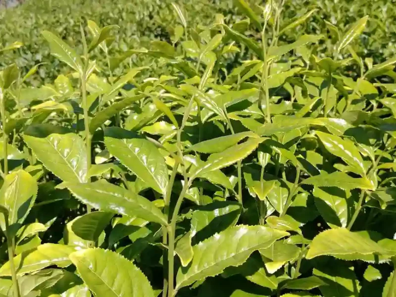 Blog de té y sus propiedades